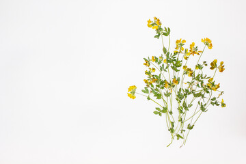 Dried flowers isolated on white background, botanical herbarium flat lay, pressed plants, wild herb set for natural design and decoration