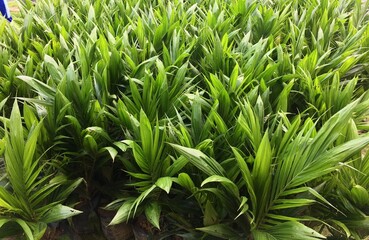Palm Oil Seedling or Nursery in Central Kalimantan, Borneo, Indonesia