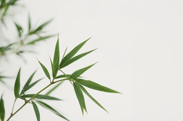 Naklejka premium Gentle out-of-focus bamboo twig against a plain white backdrop