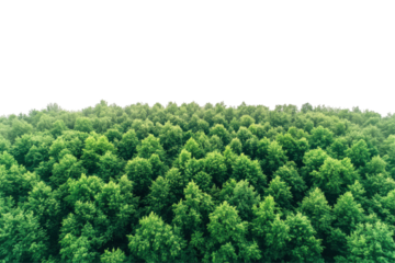 Dense green forest canopy viewed from above isolated on transparent background. Drone view over green forest isolated on white background.