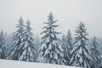 Obraz premium Winter forest with snow-laden Christmas trees