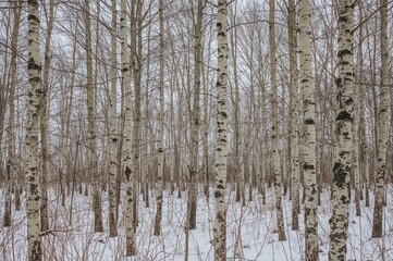 Fototapeta premium Winter forest with birch trees covered in snow