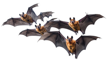 Fototapeta premium A flock of fruit bats flying in formation isolated on transparent background. Flying flock of black bats isolated on white background.