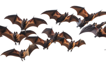 A flock of fruit bats flying in formation isolated on transparent background. Flying flock of black bats isolated on white background.