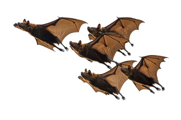 Fototapeta premium A flock of fruit bats flying in formation isolated on transparent background. Flying flock of black bats isolated on white background.