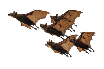 A flock of fruit bats flying in formation isolated on transparent background. Flying flock of black bats isolated on white background.