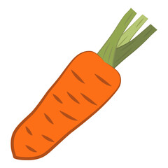 Illustration of carrots. Carrots are a popular root vegetable that is bright orange in color and contains vitamins.