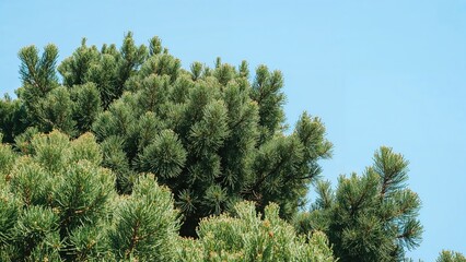 Verdant crown of Cupressus sempervirens featuring brown cones under a clear blue sky. Dense foliage of an evergreen tree. Nature backdrop with ample space for text. Mediterranean flora scene.