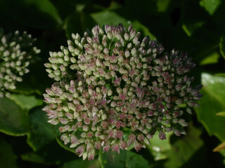 Close-up of sedum buds with dewdrops.