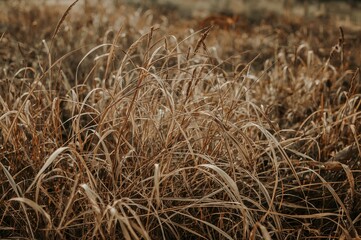 Fototapeta premium Dry Grass in Backyard