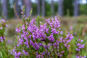 Beautiful blooming heather field with purple flowers in forest meadow, natural floral landscape background for design, relaxation and inspiration