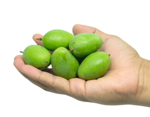 and Holding Cluster of Green Mangoes, Tropical Harvest Concept, isolated transparent background png