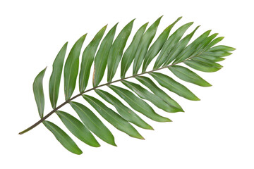 Fototapeta premium Green fern leaf isolated on transparent background. Green leaf twig isolated on white background.