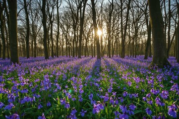 Stunning woodland of bluebells bathed in early morning light, showcasing vibrant spring flora under towering trees in a serene natural setting.