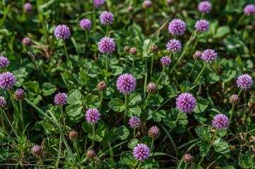 Obraz premium In the heart of a lush summer field, bright purple blossoms and blooming clovers form a stunning floral backdrop that highlights the scenic charm of the natural surroundings.
