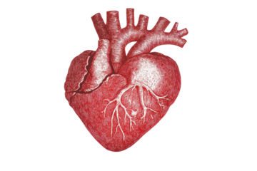 Detailed anatomical illustration of a human heart isolated on transparent background. Hand drawn red heart line art illustration isolated on white background.
