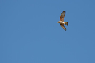 bir flying in the sky