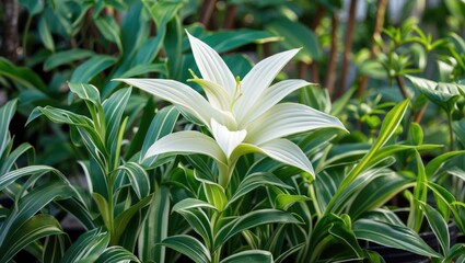 Green plants encircle a white blossom in this scene