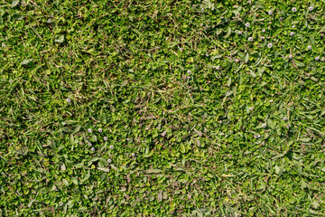 High-resolution image of lush green grass texture with small white clover flowers. Perfect for...