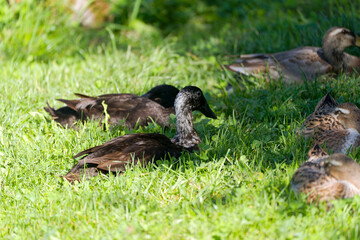 Flock of Indian Runner ducks taking a nap at farm at Swiss city of Zürich on a sunny late summer day. Photo taken August 31st, 2025, Zurich Schwamendingen, Switzerland.