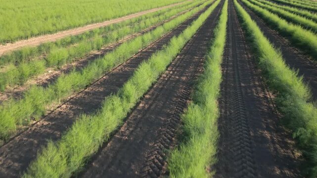Agricultural field with rows of green dill plants growing in soil under sunlight. Concept of farming, cultivation and food production