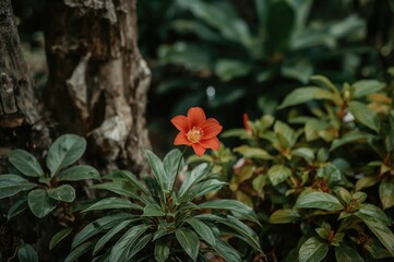 Obraz premium Green garden with Russelia flowers and wooden leaves