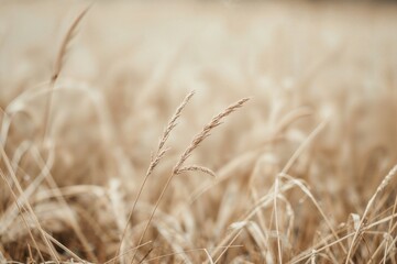 Blurred Background of Dry Grass