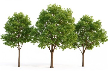 Single Trees on a Plain White Backdrop