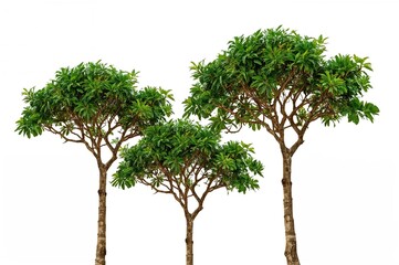 Tropical trees on a white backdrop, perfect for design, marketing, and architectural projects