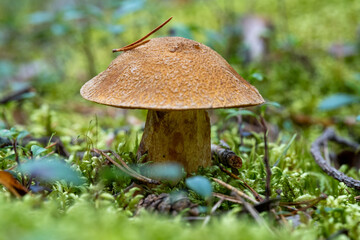 Close-up of wild forest mushroom with textured brown cap nestled in vibrant green moss, natural fungi detail for foraging and design inspiration