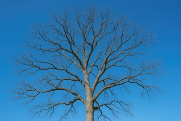 The upper branches of a massive leafless tree reaching into a clear blue sky