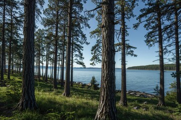 Tree trunks silhouetted against a blue-hued backdrop