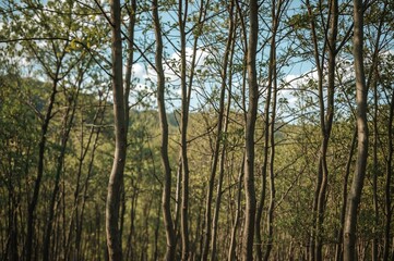 Obraz premium Slim winding tree trunks in a summer forest setting, nature travel scene with light and leaves