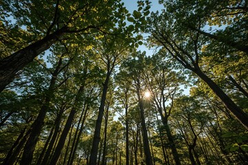 Obraz premium Woodland filled with trees