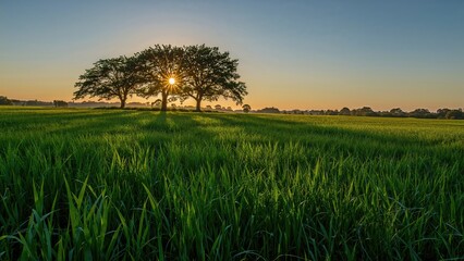 Silhouetted trees stand in a meadow with the sun setting behind them