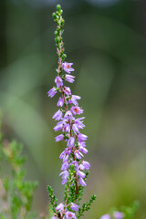 Obraz premium Close up of blooming pink heather flowers with soft blurred background, delicate wild flora macro detail for design, romantic nature wallpaper and inspiration