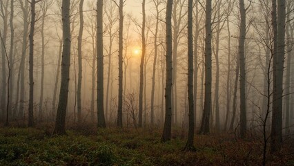 Fototapeta premium Mystical woodland scene with sunlight filtering through mist