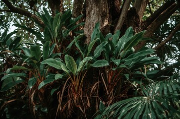 Fototapeta premium Lush climbing jungle plant with large foliage (Asplenium nidus)
