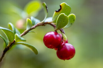 Close up of ripe red lingonberries with green leaves on forest branch, wild berry macro detail for healthy food, organic nutrition and natural design background