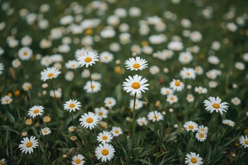 A blooming garden of daisies with a soft-focus background © -Quantum Pixels-