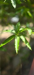green leaves in water