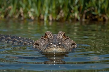 Adult Spectacled Caiman Crocodilus Head Rising Above Water Surface