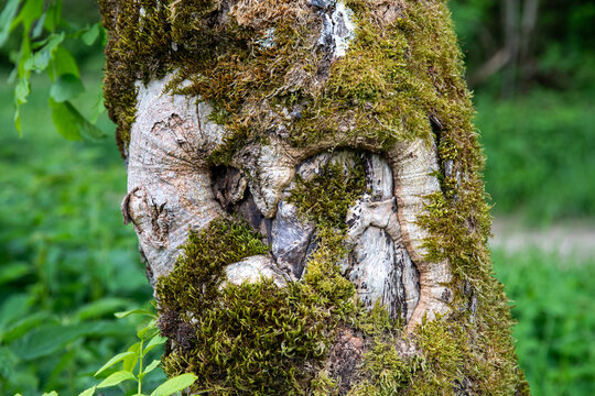 Tronc et racines d'arbre recouverts de mousse luxuriante dans la for&ecirc;t. Textures naturelles aux tons verts terreux. Doubs, France