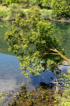 Arbre avec des feuilles, pench&eacute; sur une rivi&egrave;re. Grand soleil d'&eacute;t&eacute;, des reflets sur l'eau. Doubs, France