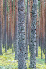 Obraz premium Dense pine forest with straight tall trunks and green mossy ground cover, natural woodland background in summer or autumn season, Latvia