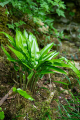 Fougère scolopendre (langue de cerf / Phyllitis scolopendrium) à l'état sauvange dans un sous bois. Belles feuilles persistantes entières, légèrement ondulées, brillantes et lisses, d’un joli vert. Fr