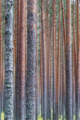Dense pine forest with straight tall trunks and green mossy ground cover, natural woodland background in summer or autumn season, Latvia