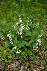 Mélitte sauvage (Melittis melissophyllum) à fleurs blanches dans un sous-bois d'une forêt(Urtica sp. Urtica).  Doubs, France