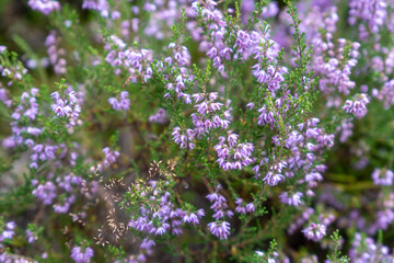 Purple heather flowers in full bloom covering green meadow in summer forest, natural wild Calluna vulgaris floral background, Latvia