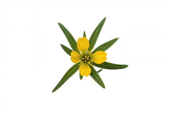 Yellow St. John's wort blossoms against a white backdrop